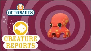 Octonauts Creature Reports  Baby Giant Pacific Octopus [upl. by Frayda]