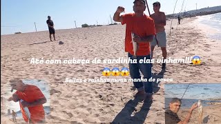 até com cabeça de sardinha elas vinham😱😱😱bailase rainhas numa manhã de pesca [upl. by Bonina463]