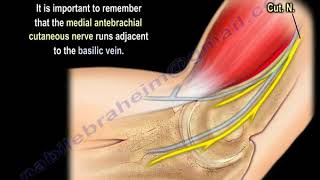 NERVE INJURY The Medial Antebrachial Cutaneous Everything You Need To Know  Dr Nabil Ebraheim [upl. by Aimar]