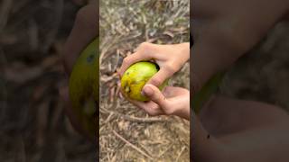 The mango fell on my head and it hurt a lot shorts bushcraft outdoor viralvideo survival [upl. by Kesia]