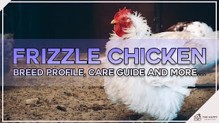 Frizzle Chicken Breed Profile Care Guide and More… [upl. by Ahsyen515]