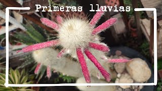 Primeras lluvias de primavera verano  Corazón de Cactus [upl. by Finnegan263]