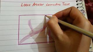 Loose Areolar connective tissue histology [upl. by Stoll835]