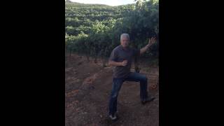 Daryl Grooms Alexander Valley Cabernet vineyard [upl. by Efioa]