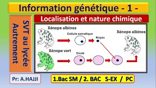 Information génétique nature chimique et localisation dans la cellule [upl. by Balthasar]