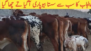 Cheap Prices Sahiwal Cholistani Calf  Sacrifice Business Big Parofit  wacha cattle farm [upl. by Akilat]