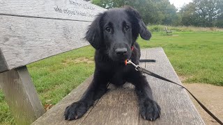 Perdy  4 Month Old Flat Coated Retriever Puppy  3 Weeks Training [upl. by Nuy]