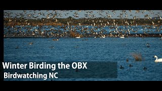 Wintertime birding in the OBX Birdwatching NC [upl. by Ardnait315]