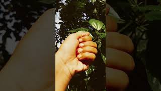 Short germination video☘ [upl. by Sine]