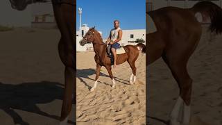 Horse riding canter morning animals fyp fyptiktok [upl. by Labaw723]