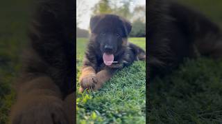 Cucciolo di pastore tedesco 🤍 germanshepherd pastoretedesco puppy pets cuccioli cane dog [upl. by Eissed]