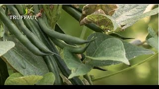 Comment planter des haricots verts au potager  Truffaut [upl. by Olaf]