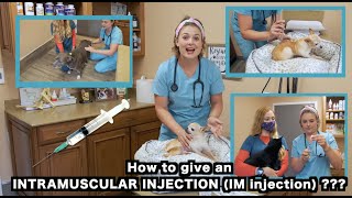 How to give a Dog and a Cat an IM Intramusular injection  Veterinarian Approved [upl. by Neeron251]