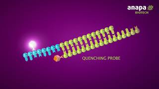 Anapa Biotech MeltPlex multiplex PCR [upl. by Jerry978]