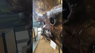 😱 ¡UN TRICERATOPS EN SABADELL triceratops dinosaurios barcelona [upl. by Llyrrad492]