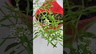 alyssum flowers virlvideo smellsgood gardening [upl. by Namharludba]