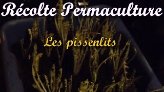 Récolte SIMPLE et GRATUITE de PISSENLITS [upl. by Sussman]