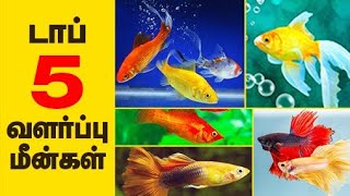 Top 5 Aquarium fishes for beginers Tamil [upl. by Akiemat820]