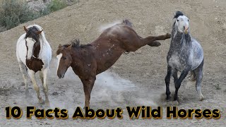 10 Facts About Wild Horses [upl. by Missak201]