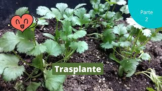 Tutorial siembra de cilantro Parte 2 Trasplante [upl. by Mccurdy]