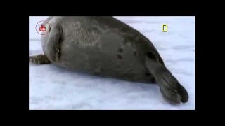 Polar bear survival documentary  ICE BEAR longest journey [upl. by Sankey]