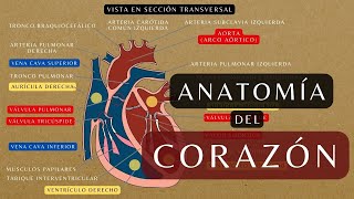 ANATOMÍA Y FISIOLOGÍA DEL CORAZÓN  Repaso básico  Configuración Externa e Interna del Corazónquot [upl. by Barbey261]