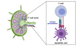 Structure and Immune Function of the Lymphatic System [upl. by Enitsirc]