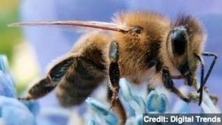 Bee Venom Can Kill HIV Study Says [upl. by Milewski505]