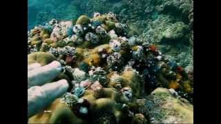 Christmas Tree Worms  Jan Messersmith [upl. by Fleurette]