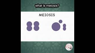 WHAT IS MEIOSIS  meiosis cellbiology genetics [upl. by Harms]