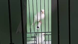 Arricciato Fiorino Bianco Testa Liscia RNA 80vm 🤍canarini birds ornitologia 2024 viralvideo [upl. by Collar]