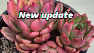 Korean succulents New update 317 [upl. by Ringsmuth]