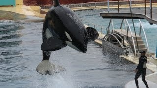 Marineland Antibes  Valentin Training Session [upl. by Aniela]