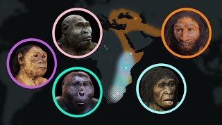 Seven Million Years of Human Evolution datavisualization [upl. by Sined539]