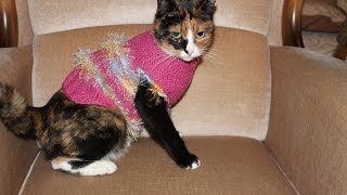 DIYTeil 1 Hundepullover StrickenPullover fHund mRollkragensweater knitting Tutorial Handarbeit [upl. by Netsrak294]