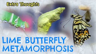 How a real Caterpie turns into Butterfree  Extra Thoughts [upl. by Anek962]