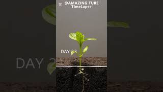 Growing Red Bell Pepper Plant  Time Lapse amazin growingplants plants timelapse foryouforyou [upl. by Ginelle]