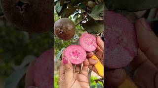 Thai red guava youtube nature youtubeshorts garden youtubevideos video viral [upl. by Akeemat]