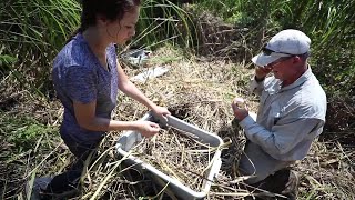 Studying alligators in the Santee Delta [upl. by Tobit263]