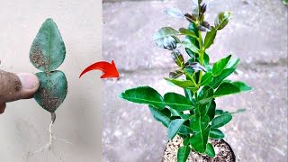 New skills How to grow a Kaffir lime tree from kaffir lime leaves in pot [upl. by Dustman]