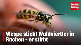 Wespe sticht Waldviertler in Rachen – er stirbt  kronetv NEWS [upl. by Leatrice]