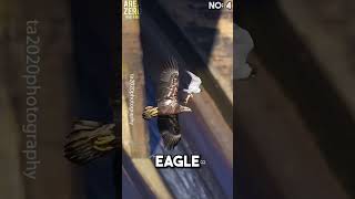 Top 5 Peregrine falcon attacks 🥶🔥 peregrinefalcon hunting [upl. by Nueormahc]