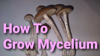 How To Grow MYCELIUM TUTORIAL [upl. by Ninos]