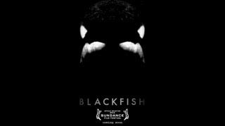 Blackfish Movie Review [upl. by Herzel280]