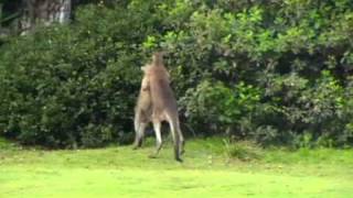 Kangaroo Chokes Kangaroo whilst going the distancewmv [upl. by Enelyak]