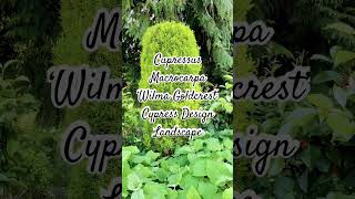 Cupressus Macrocarpa ‘Wilma Goldcrest’ Cypress Design Landscape [upl. by Eiramalegna122]