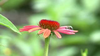 Gardening  Pollinators and Beneficial Insects [upl. by Erminie236]