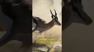 Springboks  FASTER Top Speed Than LIONS [upl. by Neema973]