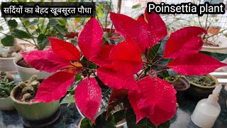 Poinsettia care  panchvati plant  euphorbia Pulcherrima plant  red leaves plant  winter plant [upl. by Nilra]