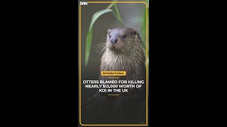 Otters Blamed for 13000 Koi Massacre in UK [upl. by Hallutama]